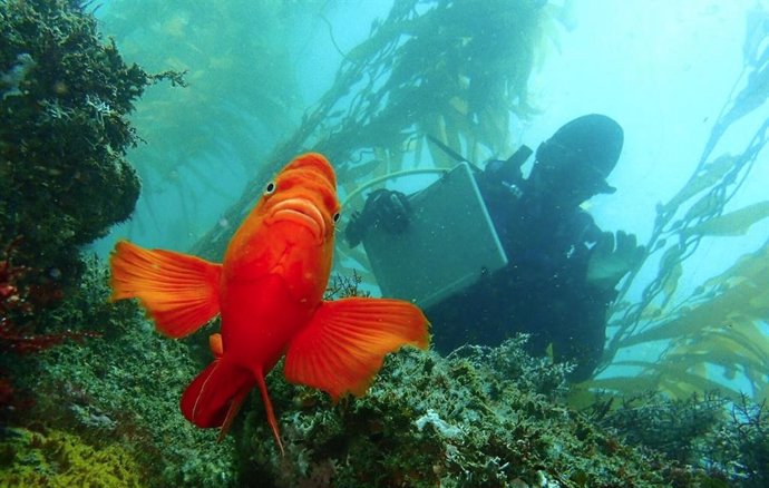 Un buzo investigador realiza un seguimiento periódico de un área marina protegida de un bosque de algas marinas