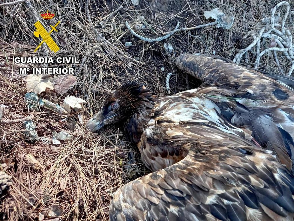 Archivo - Ejemplar de quebrantahuesos muerto por la ingesta de cebos envenados