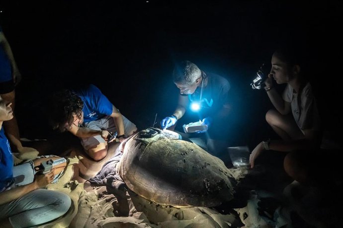 Huevos de la tortuga