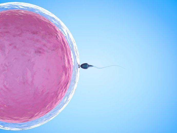 Archivo - Óvulo y esperma, fertilidad e infertilidad.