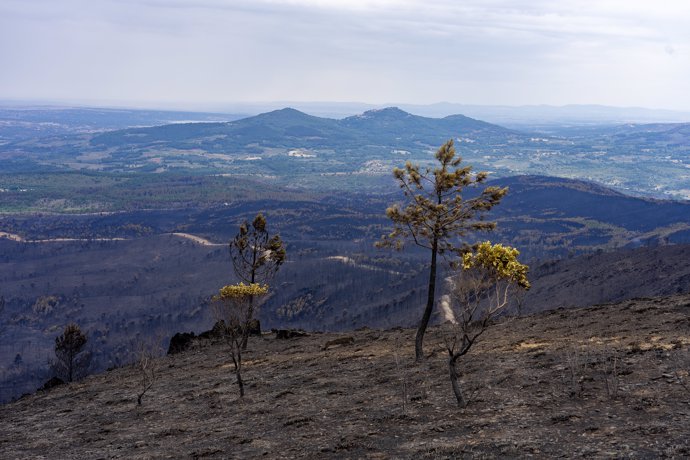 Bosque calcinado por el incendio forestal en Las Hurdes, a 21 de mayo de 2023, en Cáceres, Extremadura (España)