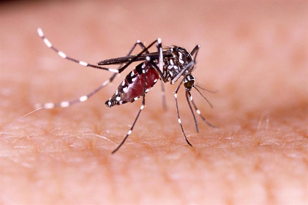 Archivo - Mosquito