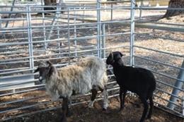 Cabras en un albergue de animales por el incendio de La Palmas