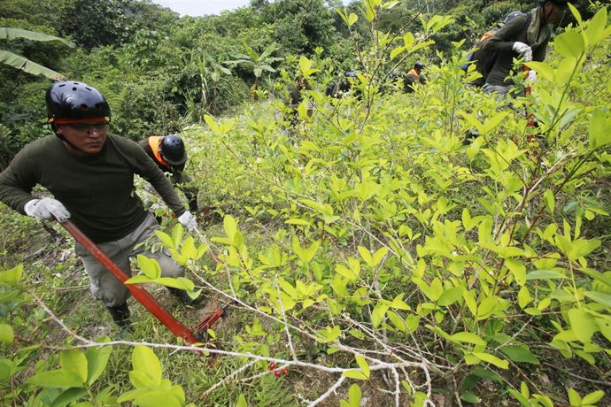 Archivo - Erradicación de cultivos de coca en Perú 