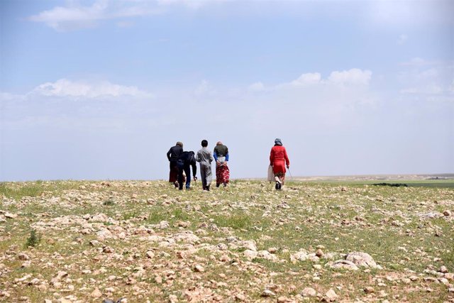 Archivo - Imagen de archivo de recolectores de trufa en la provincia de Hama (Siria)