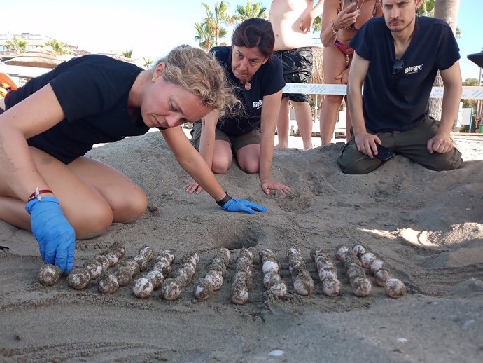 Bioparc Fuengirola colabora incubando algunos de los huevos desovados por una tortuga boba en Marbella