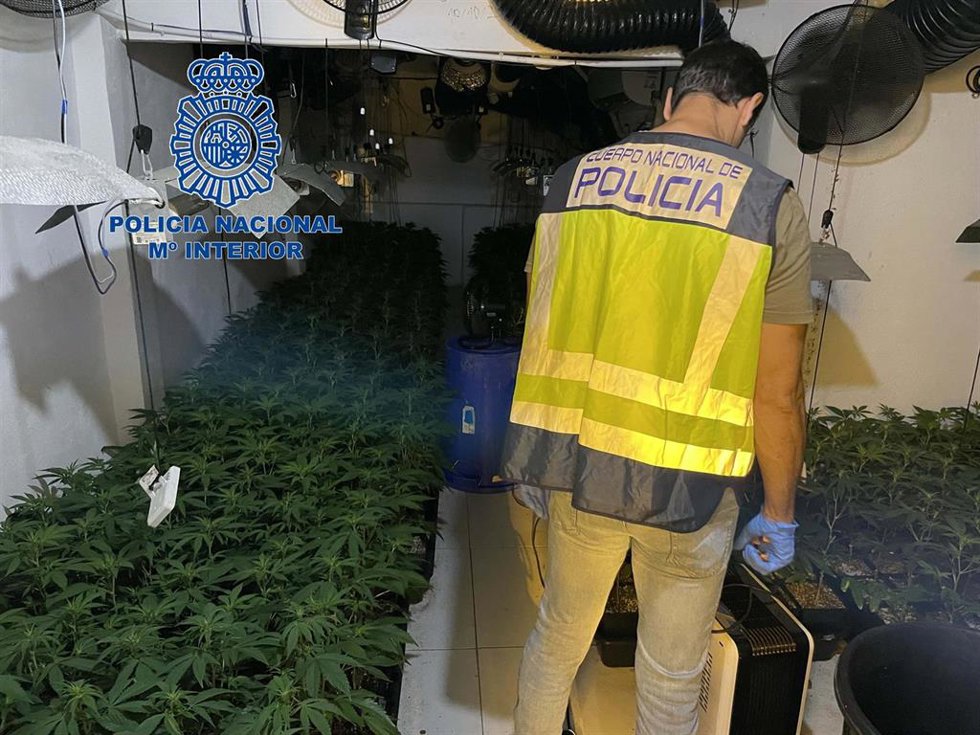 Plantación de marihuana