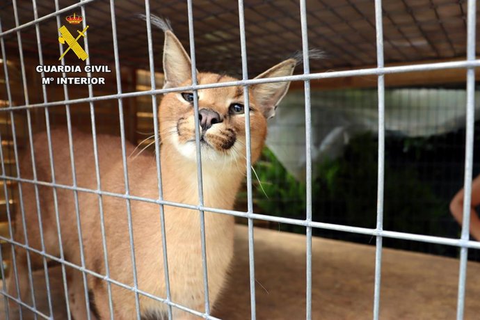 Lince de la especie Caracal caracal intervenido en Santiurde de Toranzo.