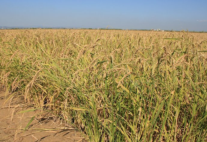 Archivo - Arroz en la Albufera