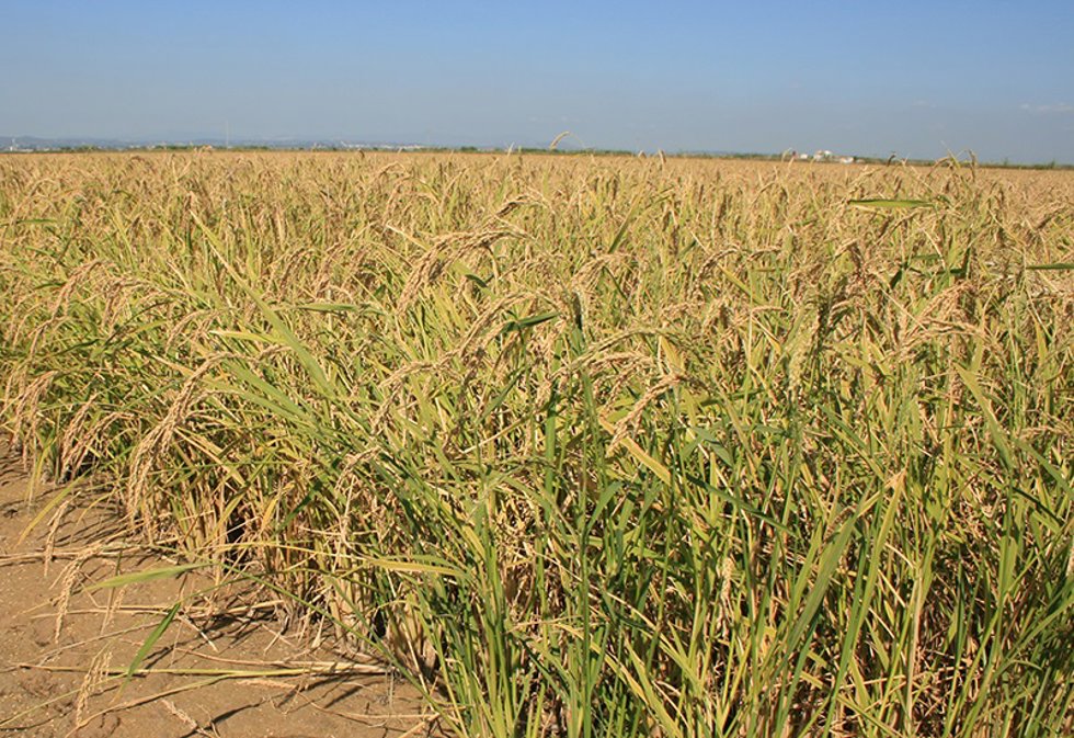 Archivo - Arroz en la Albufera
