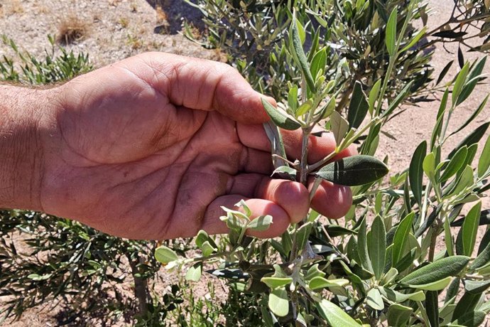 Daños en los olivos por fauna cinegética