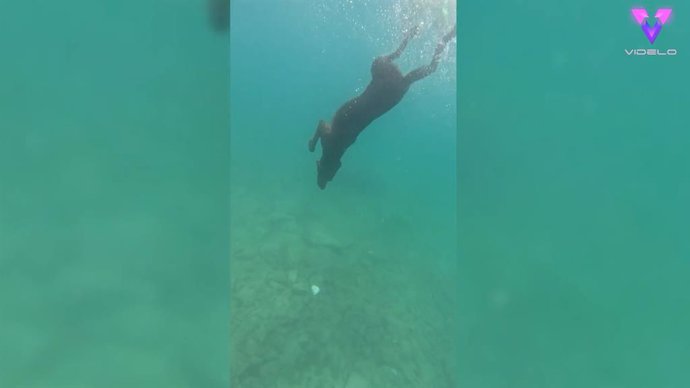 Un perro de rescate con miedo al agua se convierte en buceador de récord