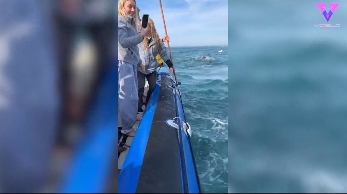 Este es el tenso momento en que un tiburón mordió y desinfló un barco durante una caótica carrera de sardinas.