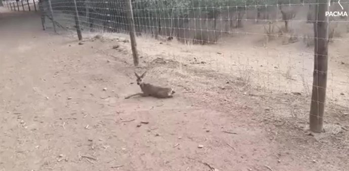 Archivo - Denuncian que el vallado de una empresa de Valdetorres impide el acceso al agua del río Jarama a los corzos de la zona