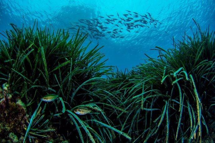 Praderas de Posidonia.