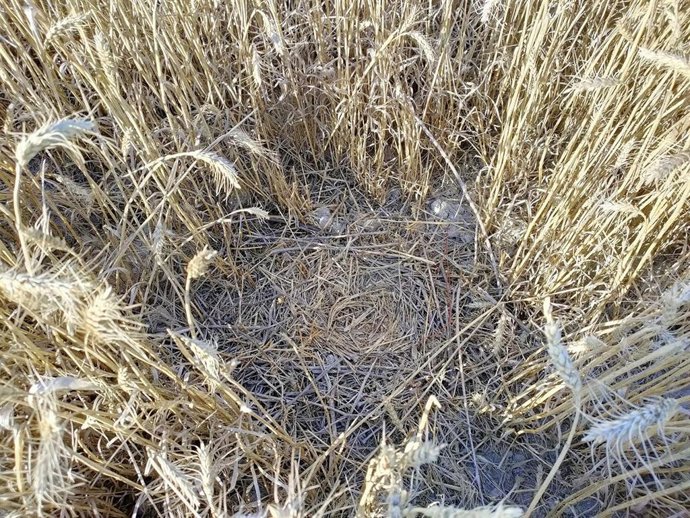 Nido de agilucho cenizo en la zona donde está proyectada la planta fotovoltaica de Almargen