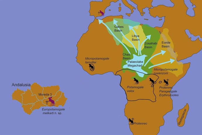 La ULL participa en una excavación que halla en Granada restos de un pequeño mamífero prehistórico africano