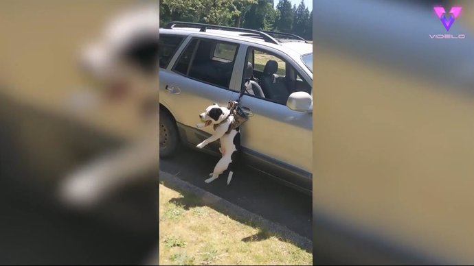 Este cachorro de 18 meses quedó colgando de la ventanilla del coche atrapado en su propia travesura