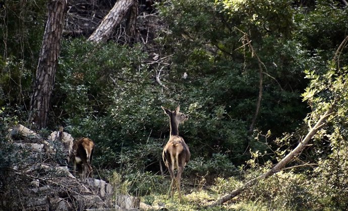 Archivo - Bosques y ecosistemas de Andalucía
