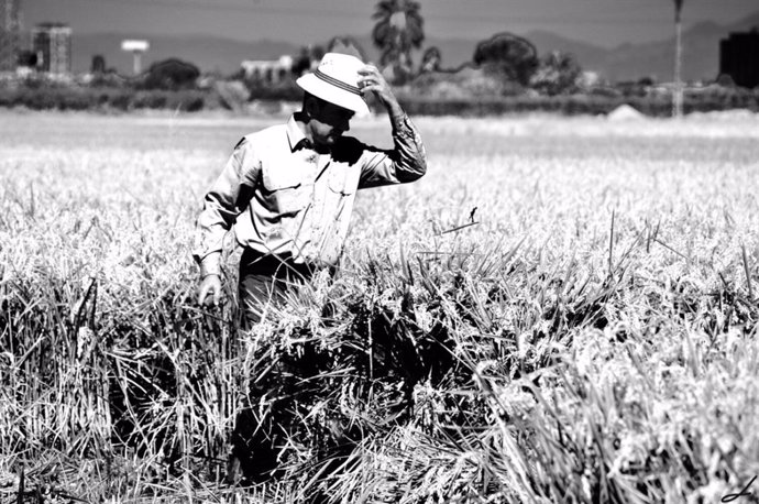 Una exposició captura l'essncia i la bellesa de l'horta amb les fotografies d'artistes locals  . La sega de Lucía Alcantud.