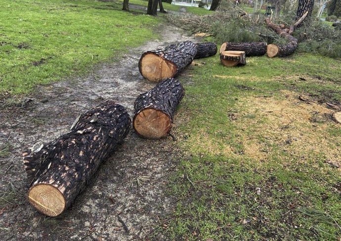 Archivo - El tronco de un árbol cortado en la Casa de Campo 