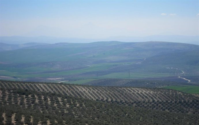 Archivo - Olivares en la campiña cordobesa.