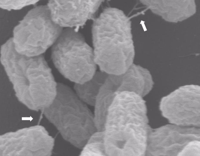 Archivo - Superbacterias atrapadas en el acto de transferir un plásmido de resistencia a antibióticos a través de su "pilus" similar a una jeringa, marcado con flechas.