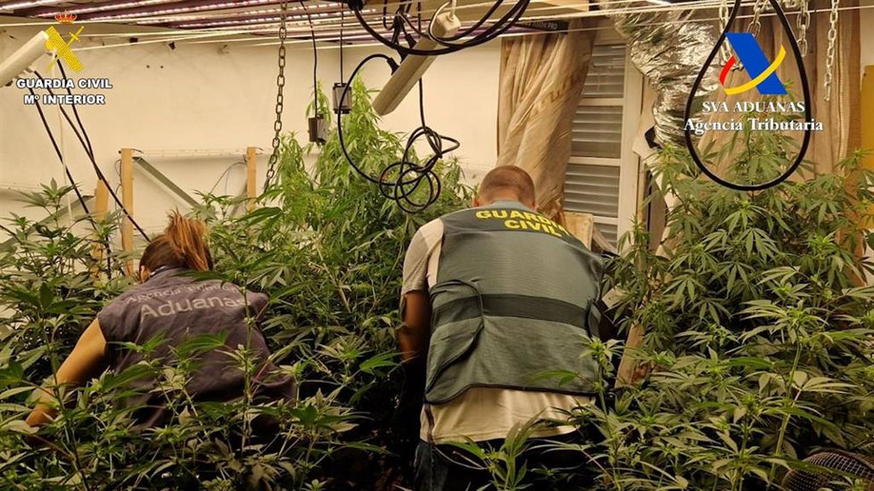 Un agente de la Guardia Civil en una plantación de marihuana desmantelada en Tenerife