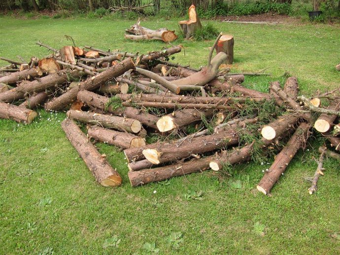Archivo - Troncos de madera.