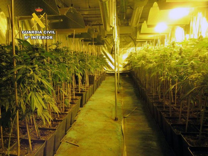 Imagen de archivo de una plantación de marihuana intervenida por la Guardia Civil.