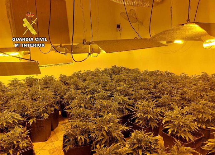 Guardia Civil desmantela en una vivienda de Beniel un invernadero de marihuana con medio millar de plantas