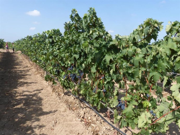 Sequía.- Agro.- La FCAC alerta que la producción de la viña puede "caer hasta un 60%"