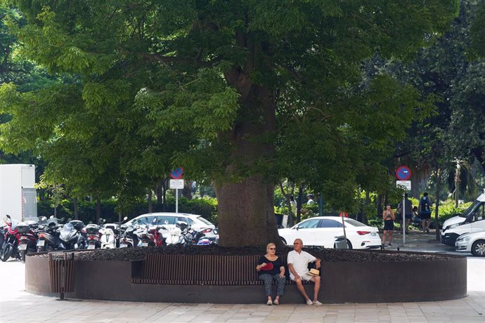 Una pareja se resguarda del sol debajo de un gran árbol por las altas temperaturas, a 11 de julio de 2023, en Málaga, (Andalucía, España)
