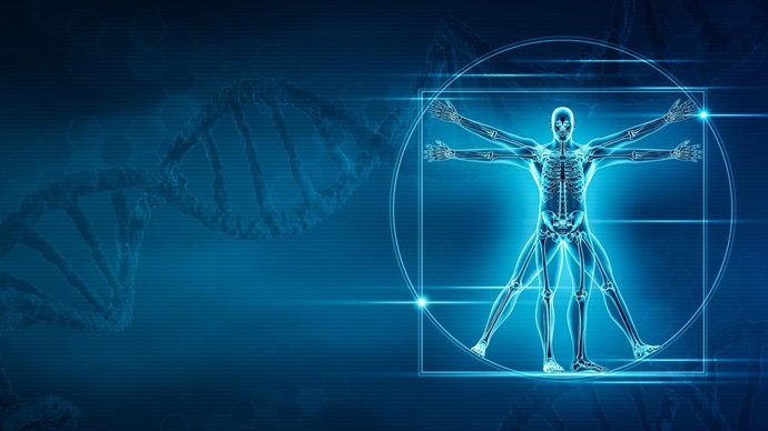 Un nuevo estudio ha identificado los genes que dan forma a nuestros esqueletos.