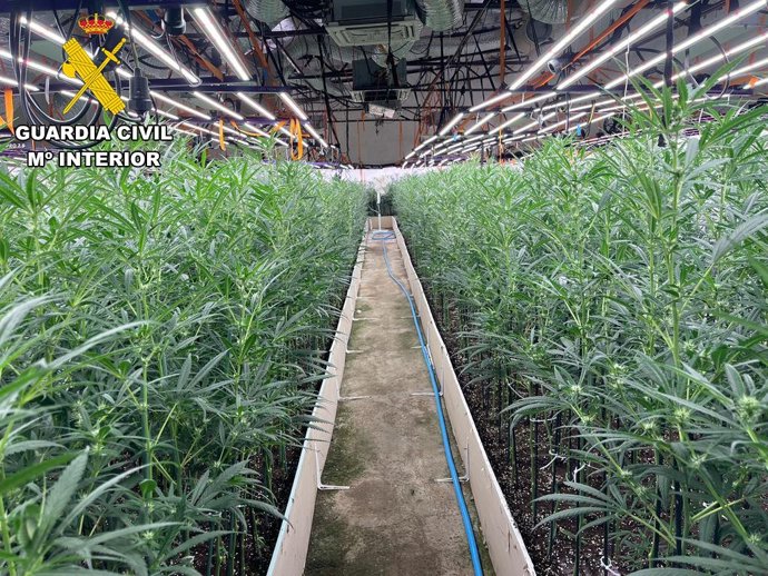 Plantación de marihuana aprehendida por la Guardia Civil en Recas