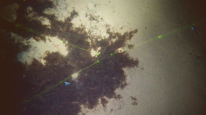 Acúmulos de Rugulopteryx okamurae ocupando un 65% del fondo marino a unos 628 metros de profundidad.