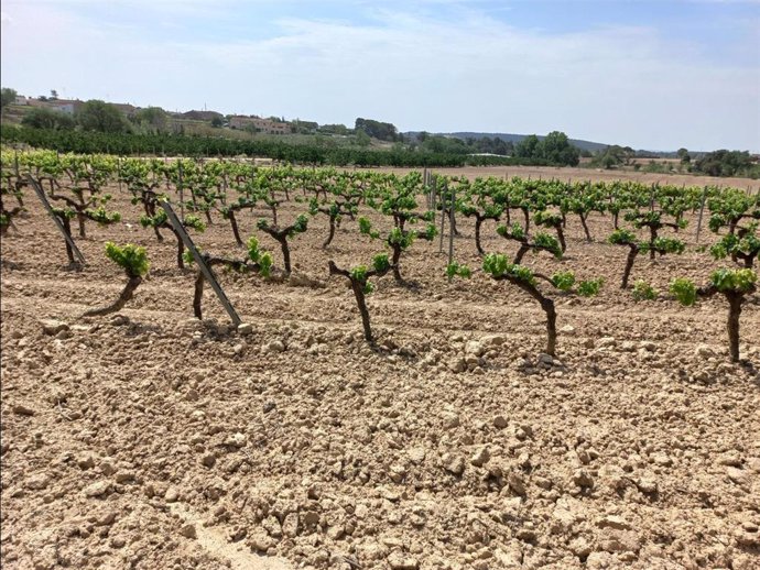 Viñedo en Catalunya.