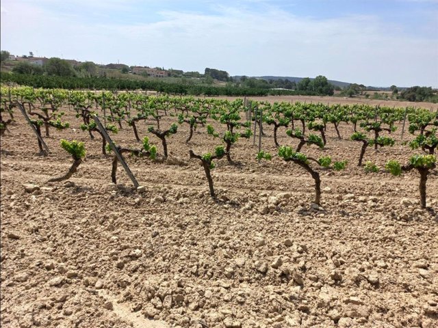 Unes vinyes a Catalunya