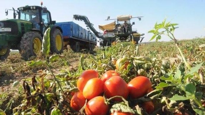 Archivo - Cultivo de tomate