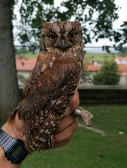 Leonora, ejemplar de hembra de autillo anillada.