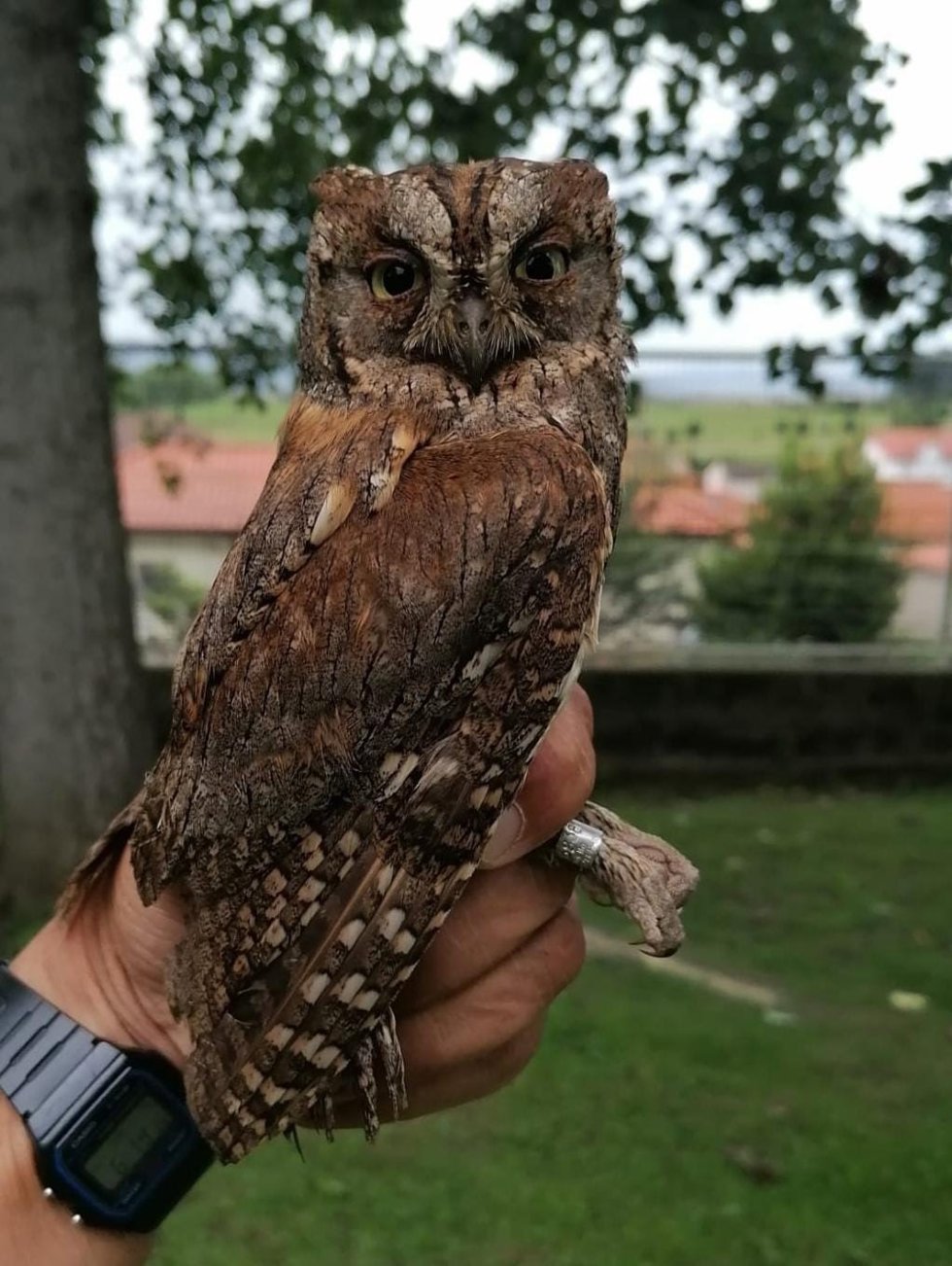 Leonora, ejemplar de hembra de autillo anillada.