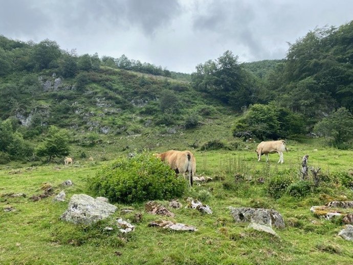 El Principado avanza en un nuevo modelo de gestión forestal que mejora la prevención de incendios y la conservación de la biodiversidad.