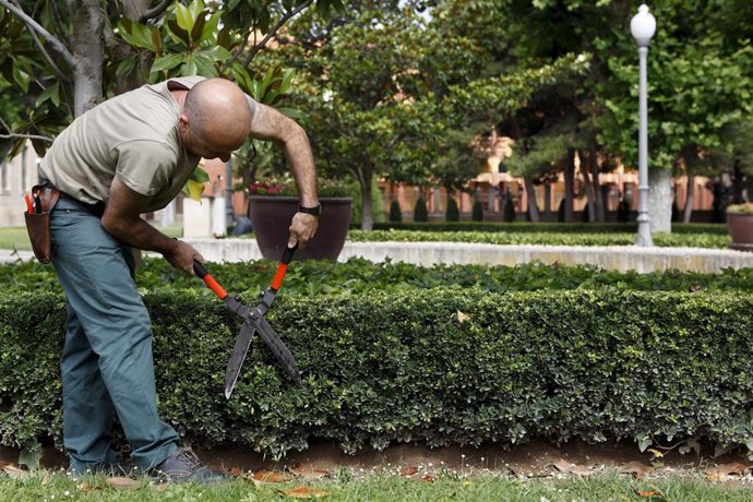 Archivo - Un jardinero podando.