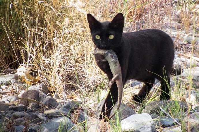 Imagen de un gato asilvestrado con un lagarto gigante en la boca en Gran Canaria