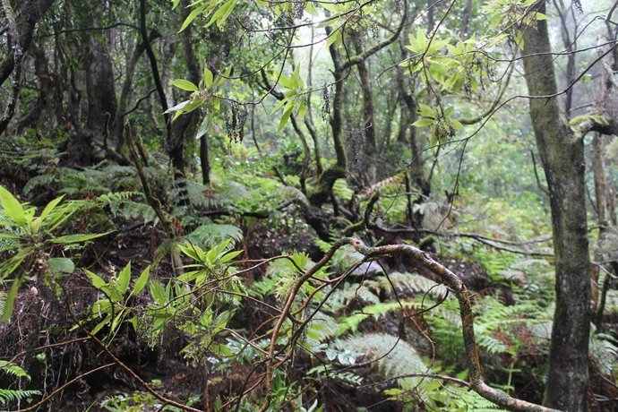 Foto de recurso paraje natural de Canarias