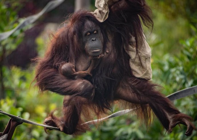 Archivo - Foto de archivo de una madre orangután con su cria