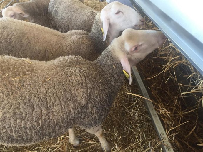 Archivo - Ganado ovino