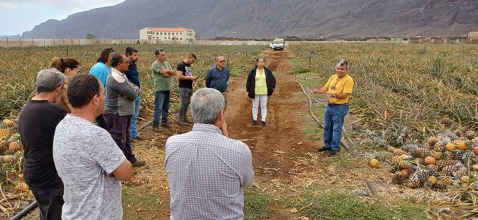 El experto mexicano Andrés Rebolledo visitó el pasado sábado explotaciones de piña tropical en El Hierro para conocer de primera mano la situación de este cultivo en la isla, afectado en los últimos años por distintas plagas de difícil control
