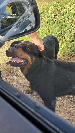 La Guardia Civil rescata a dos perros abandonados durante la ola de calor en el Valle de Ayora