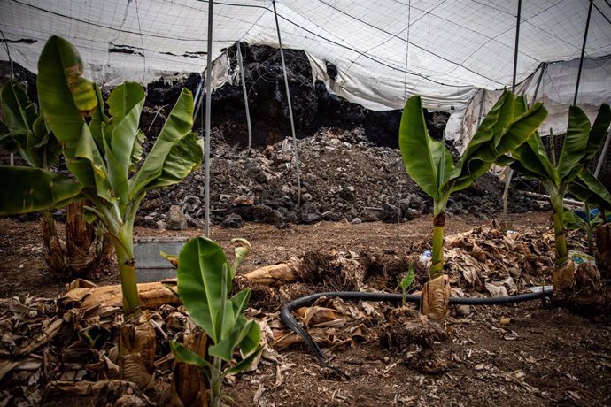 Archivo - Daños producidos por una colada de lava en dos fincas de cultivo de plátanos, a 09 de septiembre de 2022, en La Palma, Santa Cruz de Tenerife Canarias (España). La erupción del volcán Tajogaite (Cumbre Vieja) en 2021 provocó grandes afecciones